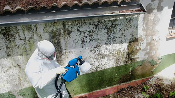 Mold Removal service in Roseland
